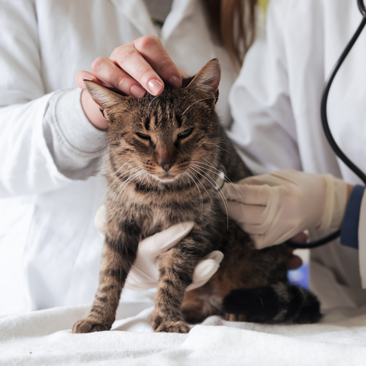 Mijn huisdier wordt ingeslapen: waar moet ik aan denken bij het afscheid?