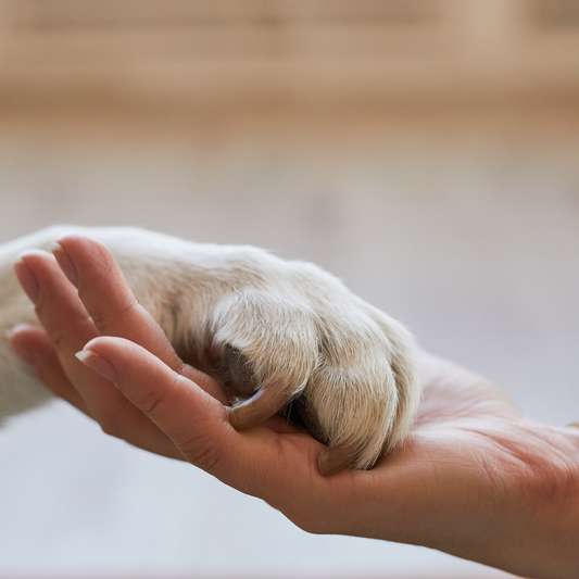Als afscheid nemen pijn doet - Het verlies van een huisdier
