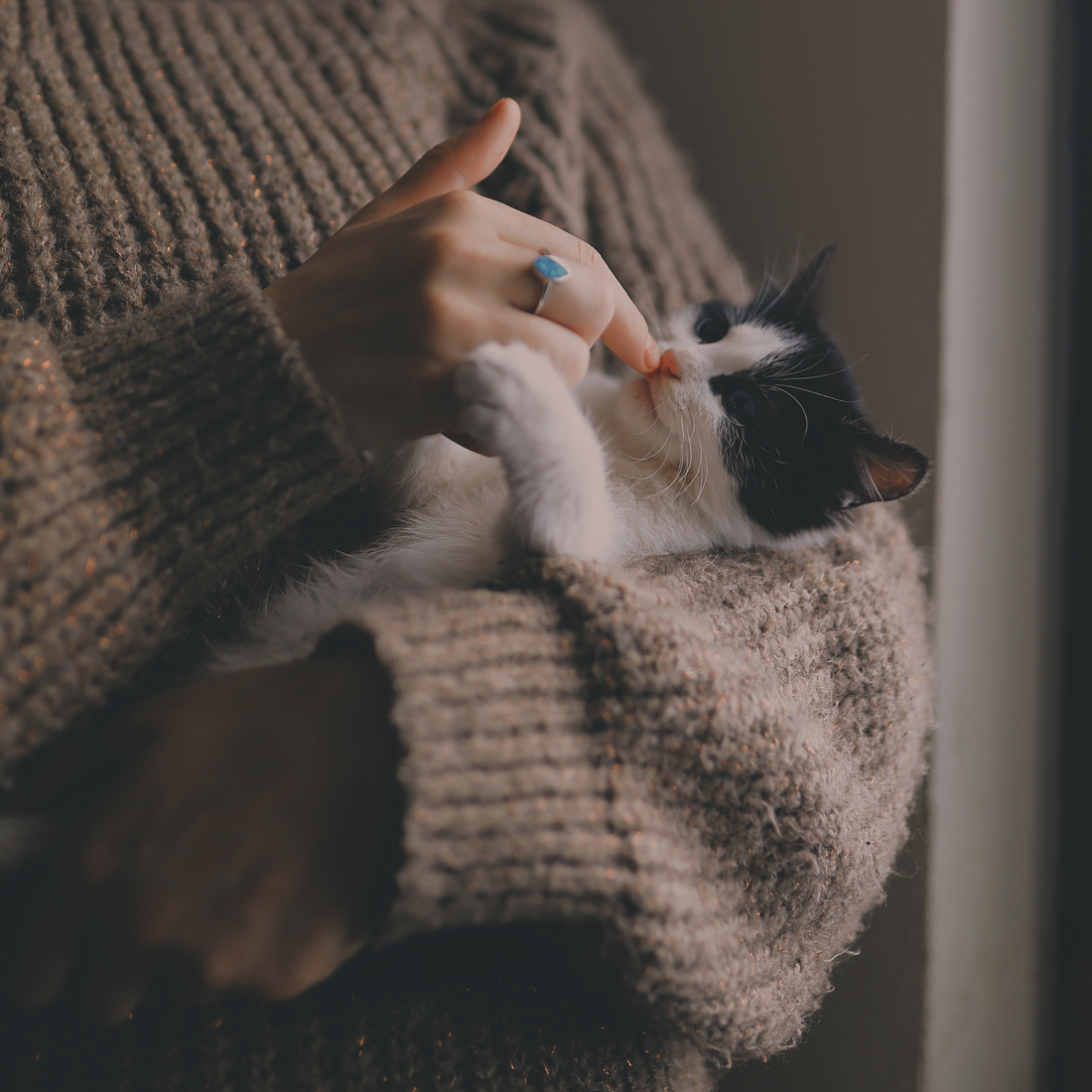 Rouwen om je huisdier - Een liefde die blijft